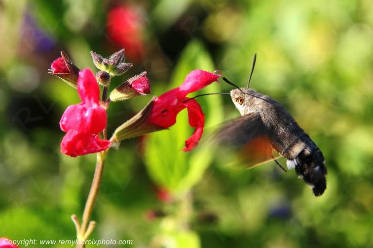 Moro sphinx ou sphinx colibri butinant une fleur insectes Champagne Berrichonne Cher Berry Val de Loire www.remylacroixphoto.com