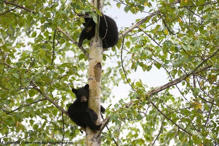 Oursons Noirs Black Bear Cubs British Columbia Canada www.remylacroixphoto.com
