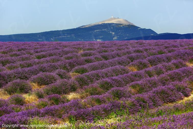 Revest du Bion Mont Ventoux Lavande Alpes de Haute-Provence PACA France www.remylacroixphoto.com