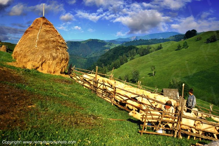 Paltinis Berger Shepherd Marginimea Sibiului Transylvania Transylvanie Romania Roumanie www.remylacroixphoto.com