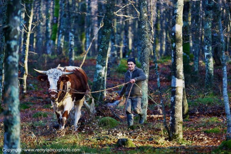 Route des Cr�tes D�bardage boeuf Coquet Philippe Vosges Lorraine Grand-Est France www.remylacroixphoto.com