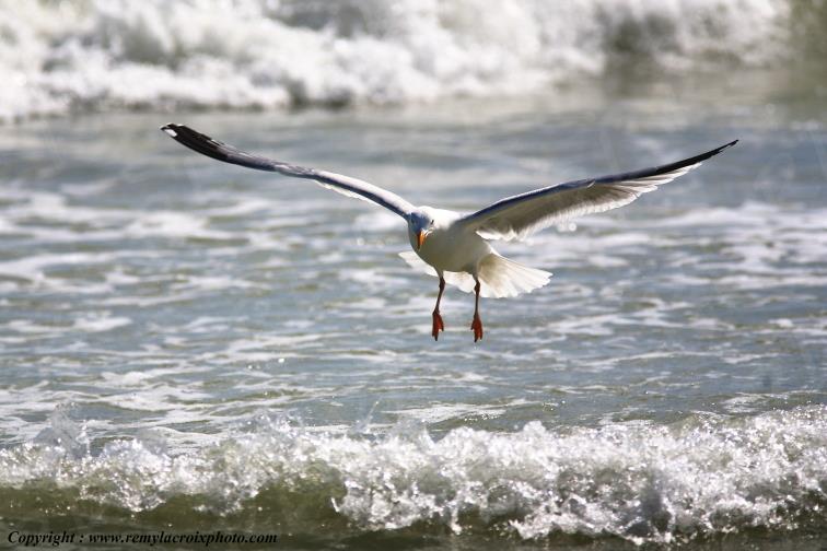 Go�land argent� Ol�ron Ile Douhet Plage Charente Maritime Poitou Charentes Nouvelle Aquitaine France www.remylacroixphoto.com