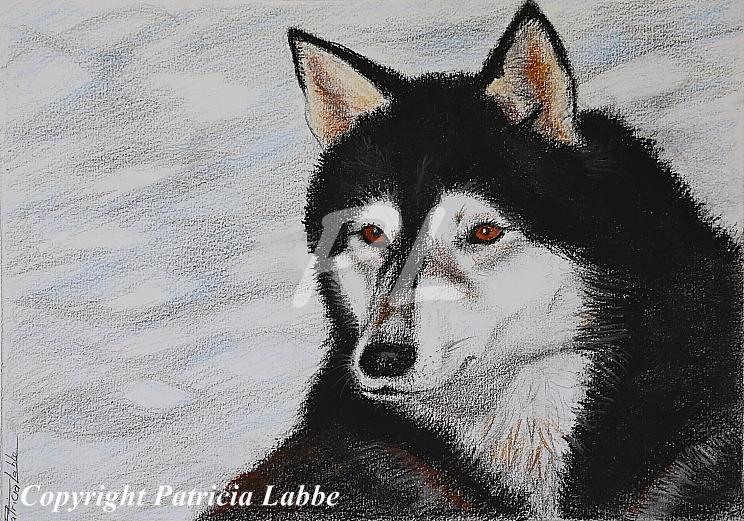 Portrait d'un chien Husky. Dessin crayons pastel 20x28 cm