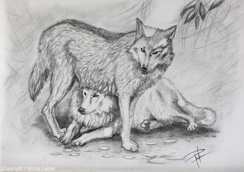 Loups blancs du G�vaudan. Dessin crayons graphite sur papier 200G Accademia Fabriano 29,7x42cm.
