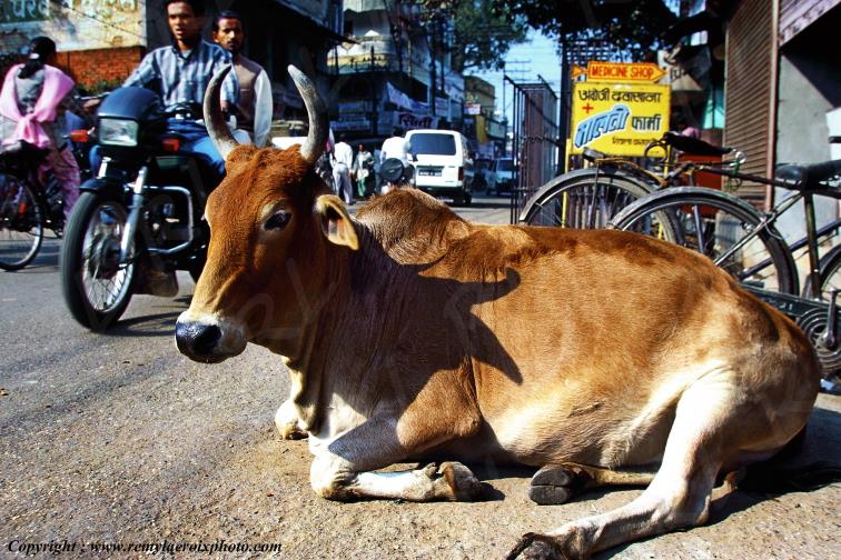 Vache sacr�e Varanasi B�nar�s Uttar Pradesh India Inde www.remylacroixphoto.com