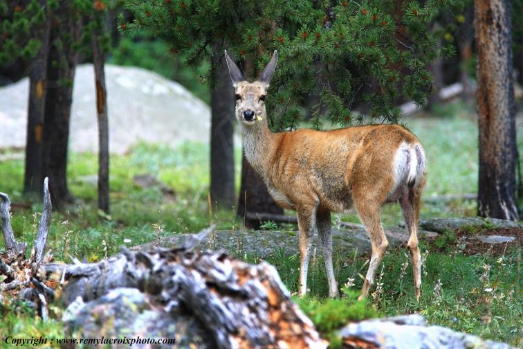 Biche Big Horn Forest Wyoming USA www.remylacroixphoto.com