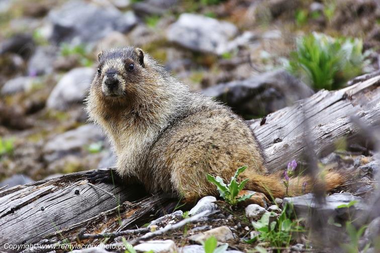 Marmotte Kootenay National Park British Columbia Canada