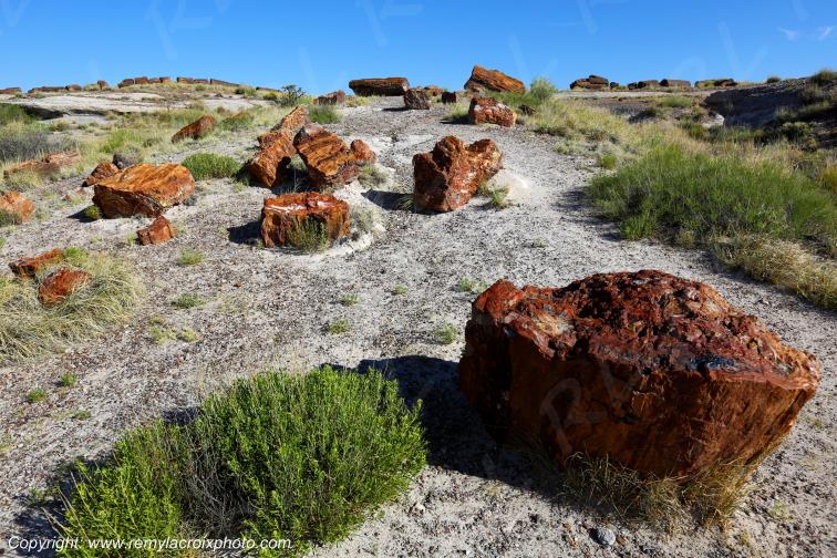 Crystal Forest Petrified Forest National Park Arizona USA