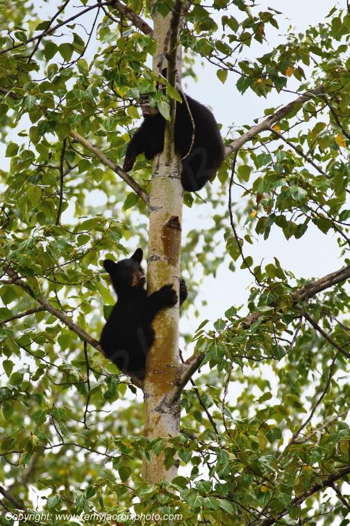 Black Bears Cubs Ours Noirs Stewart British Columbia Canada www.remylacroixphoto.com