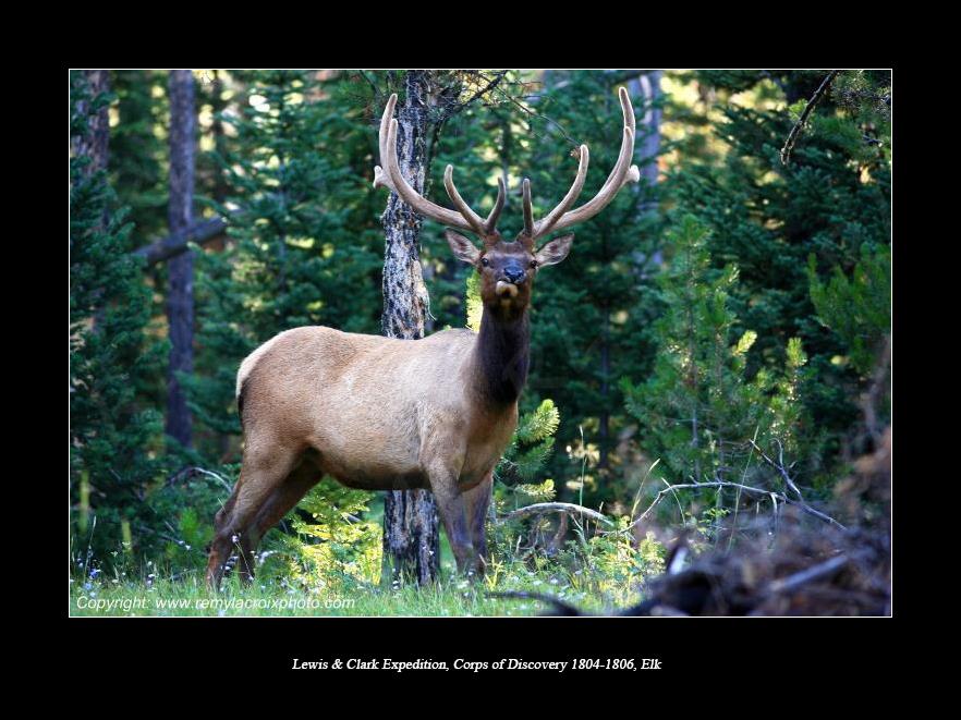 Lewis & Clark Expedition Corps of Discovery 1804-1806 Elk