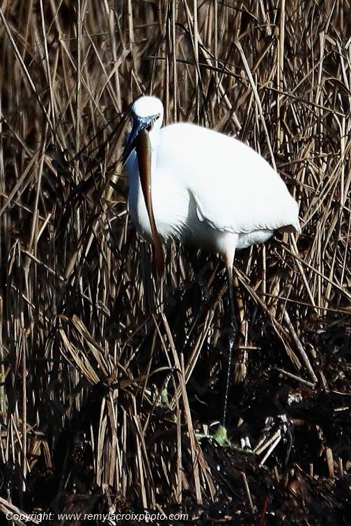 Aigrette garzette anguille �tangs de Tr�vignon Finist�re Bretagne France www.remylacroixphoto.com