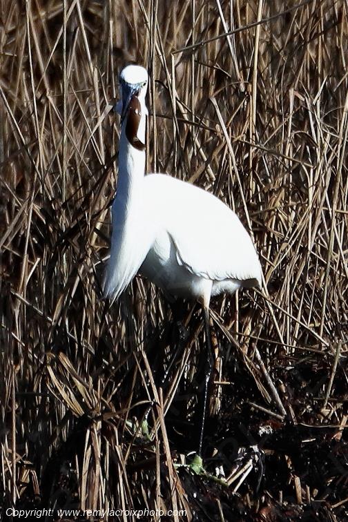 Aigrette garzette anguille �tangs de Tr�vignon Finist�re Bretagne France www.remylacroixphoto.com