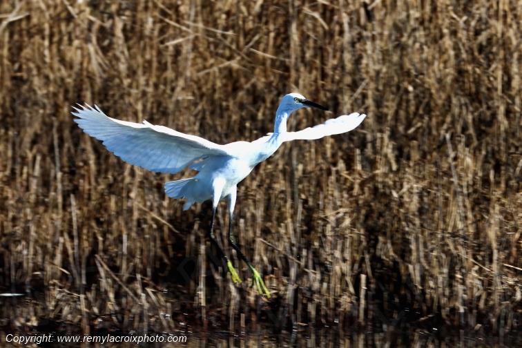 Aigrette garzette anguille �tangs de Tr�vignon Finist�re Bretagne France www.remylacroixphoto.com