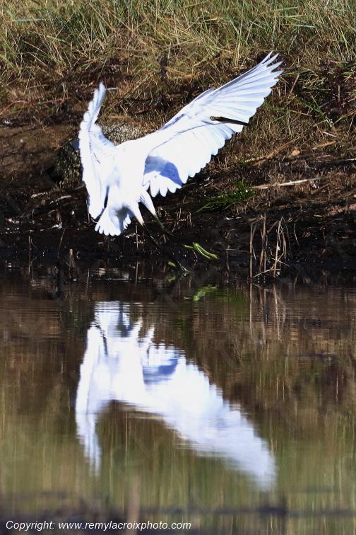 Aigrette garzette �tangs de Tr�vignon Finist�re Bretagne France www.remylacroixphoto.com