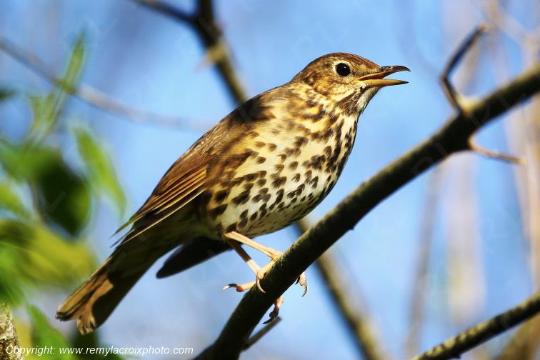 RGrive musicienne La For�t-Fouesnant Finist�re Bretagne France www.remylacroixphoto.com