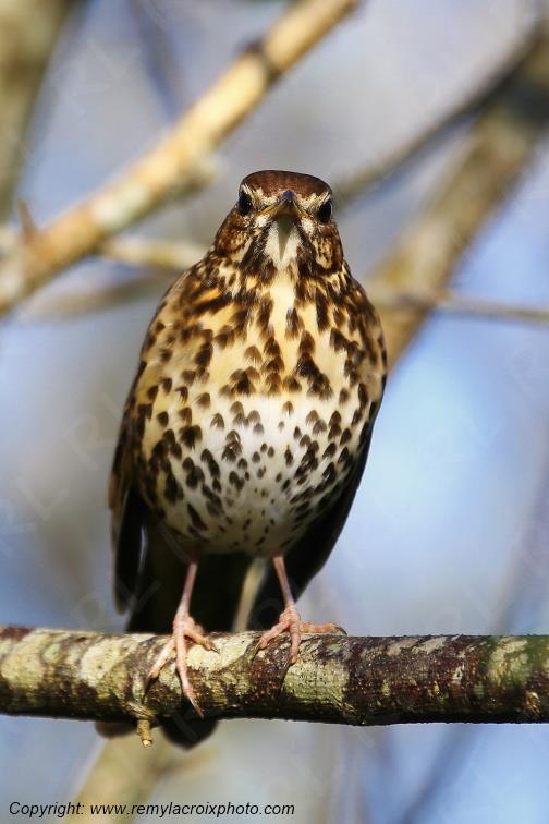 Grive musicienne La For�t-Fouesnant Finist�re Bretagne France www.remylacroixphoto.com