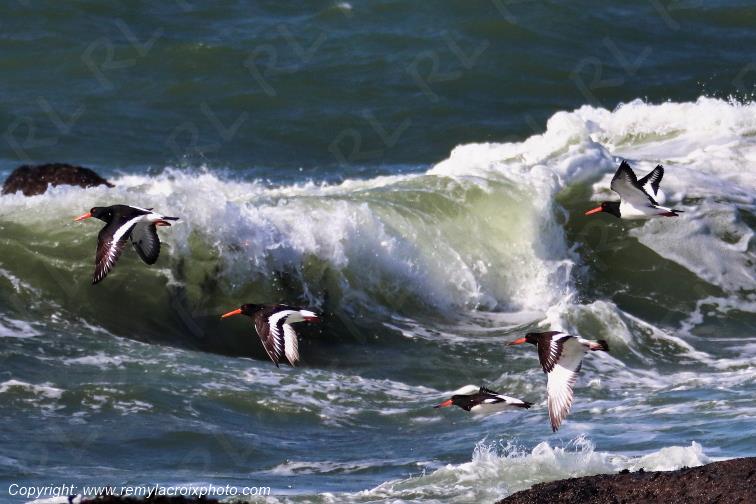 Hu�triers pie en vol pointe de la Jument Finist�re Bretagne France www.remylacroixphoto.com
