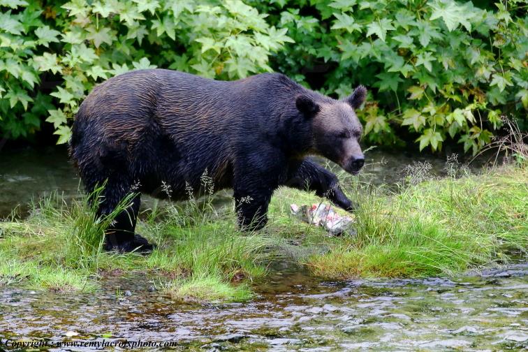 Grizzly Bear Ours Brun Fish Creek Alaska USA www.remylacroixphoto.com