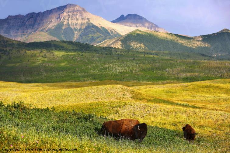 Bisons Waterton Lakes National Park Alberta Canada www.remylacroixphoto.com