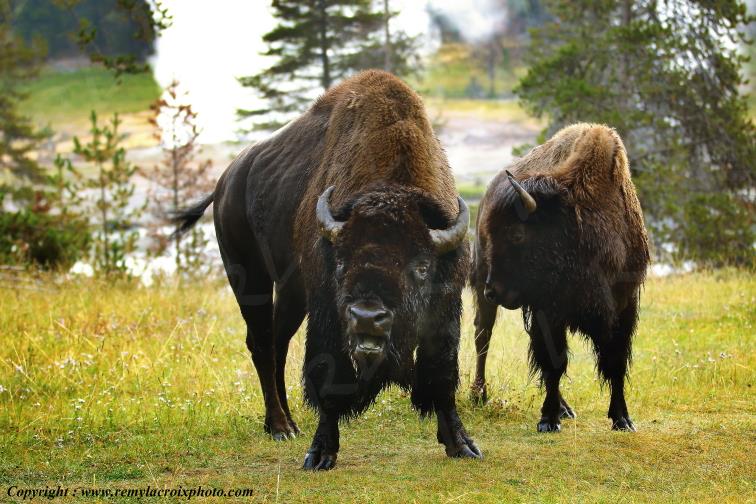 Bisons North American Buffaloes Hayden Valley Yellowstone National Park Wyoming USA www.remylacroixphoto.com