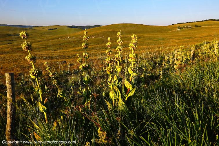 Col de la Matte Aubrac Cantal Auvergne Rh�ne-Alpes France www.remylacroixphoto.com