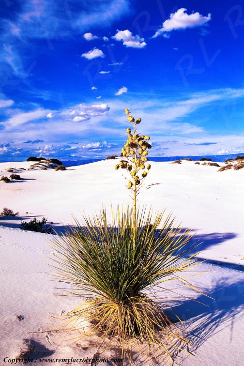 White Sands National Monument New-Mexico USA www.remylacroixphoto.com