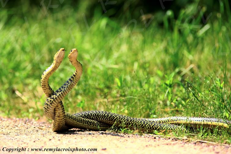 Couleuvres vertes et jaunes,parade nuptiale Brenne Indre France