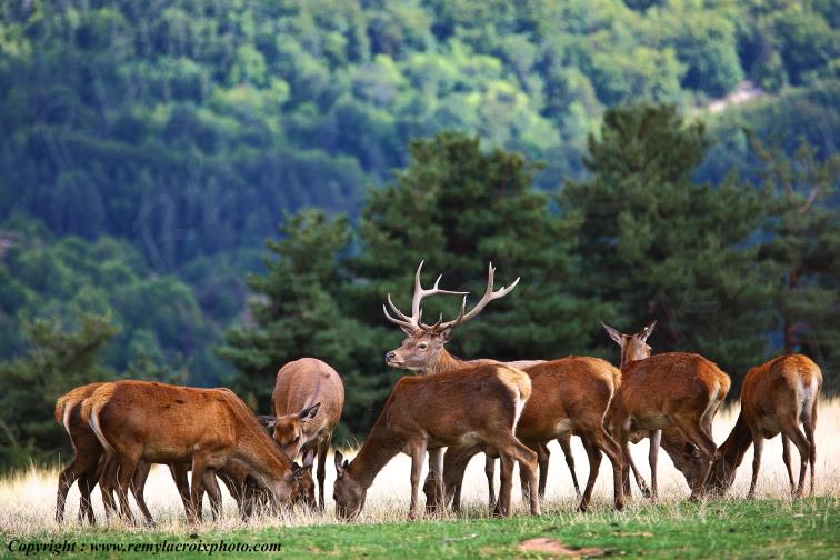 Cerf Biches Harde Sainte Lucie Loz�re Languedoc-Roussillon Occitanie France www.remylacroixphoto.com
