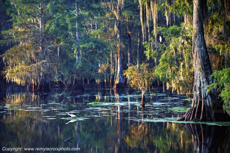 Martin Lake Bayou Cajun Louisiane USA www.remylacroixphoto.com