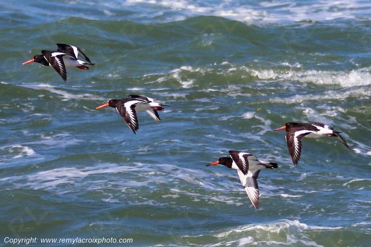 Hu�triers pie en vol pointe de la Jument Finist�re Bretagne France www.remylacroixphoto.com