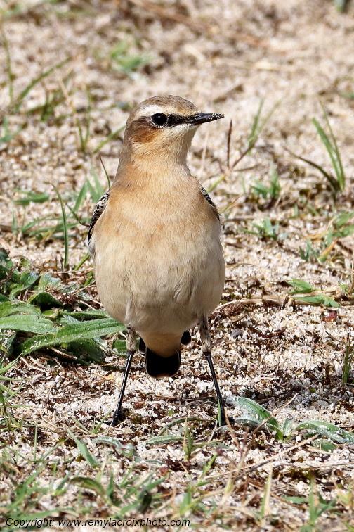 Traquet motteux �tangs de Tr�vignon Finist�re Bretagne France www.remylacroixphoto.com