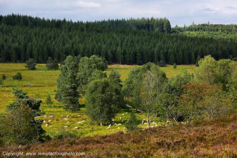 Tourbi�re du Long�roux Corr�ze Limousin  Nouvelle Aquitaine France www.remylacroixphoto.com