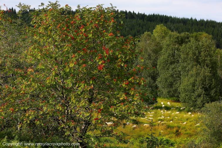 Tourbi�re du Long�roux Corr�ze Limousin  Nouvelle Aquitaine France www.remylacroixphoto.com
