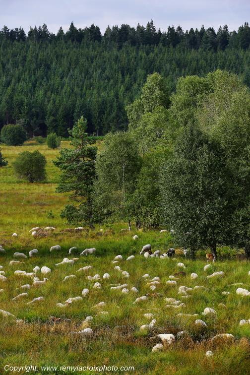 Tourbi�re du Long�roux Corr�ze Limousin  Nouvelle Aquitaine France www.remylacroixphoto.com