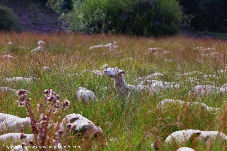 Tourbi�re du Long�roux troupeau de moutons Corr�ze Limousin  Nouvelle Aquitaine France www.remylacroixphoto.com