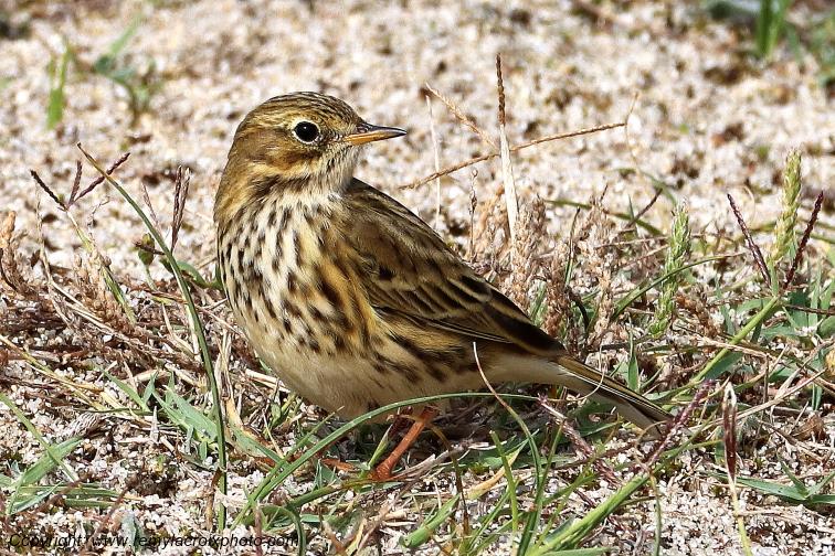 Pipit farlouse �tangs de Tr�vignon Finist�re Bretagne France www.remylacroixphoto.com