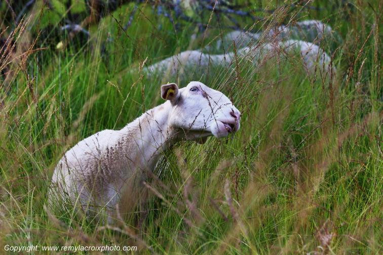 Tourbi�re du Long�roux troupeau de moutons Corr�ze Limousin  Nouvelle Aquitaine France www.remylacroixphoto.com