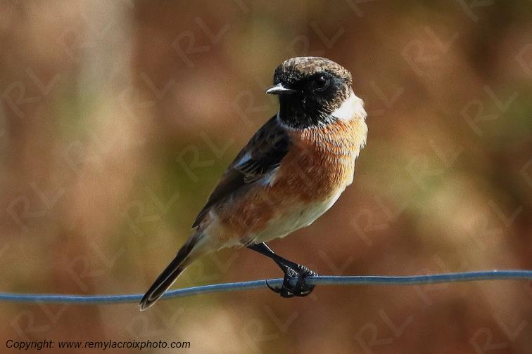 Tarier p�tre �tangs de Tr�vignon Finist�re Bretagne France www.remylacroixphoto.com