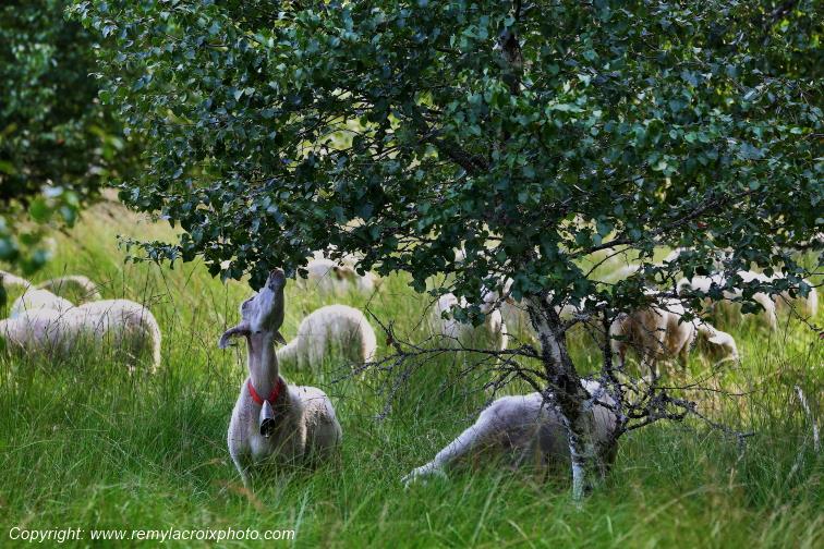 Tourbi�re du Long�roux troupeau de moutons Corr�ze Limousin  Nouvelle Aquitaine France www.remylacroixphoto.com
