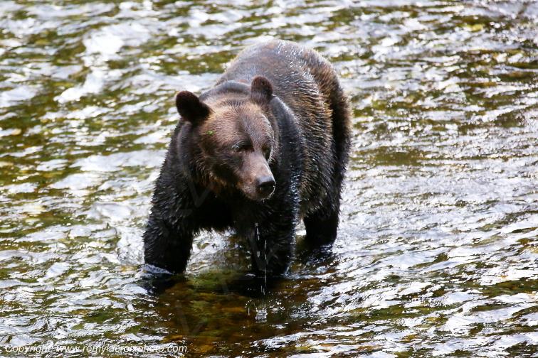 Grizzly Bear Ours Brun Fish Creek Alaska USA www.remylacroixphoto.com