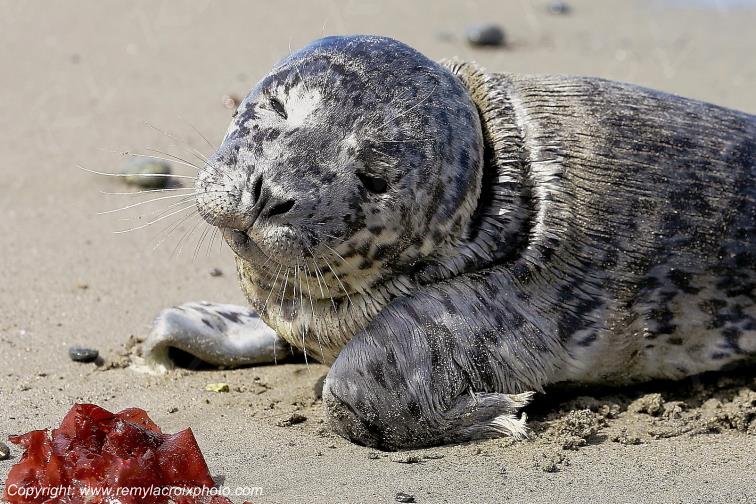 B�b� phoque commun Dungeness Wildlife Refuge Washington USA www.remylacroixphoto.com