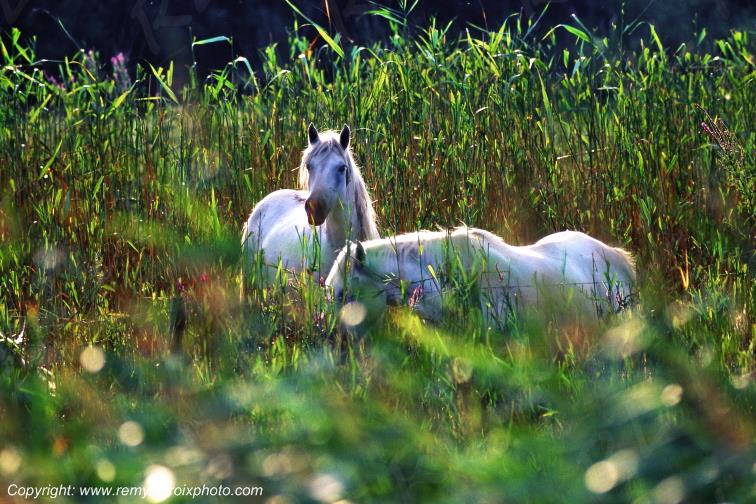 Chevaux Camarguais Camargue Bouches-du-Rh�ne France www.remylacroixphoto.com