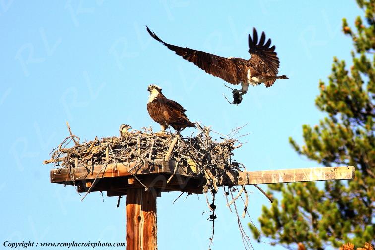 Nid de faucons d'Am�rique du Nord