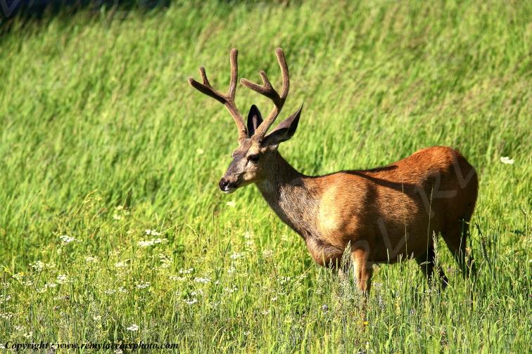 Cerf mulet Mule Deer Yellowstone National Park Wyoming USA www.remylacroixphoto.com