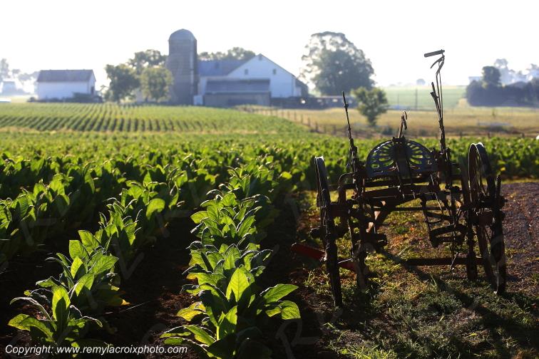Lancaster Dutch County Tobacco field Pennsylvania Pennsylvanie USA www.remylacroixphoto.com