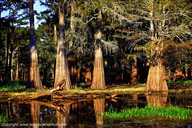 Martin Lake Bayou Cajun Louisiane USA www.remylacroixphoto.com