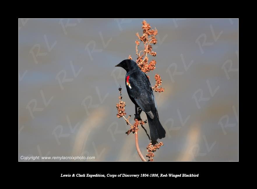 Lewis & Clark Expedition 1804-1806 Red-Winged Blackbird Nebraska USA