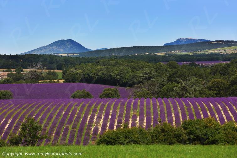 Revest du Bion Mont Ventoux Lavande Alpes de Haute-Provence PACA France www.remylacroixphoto.com
