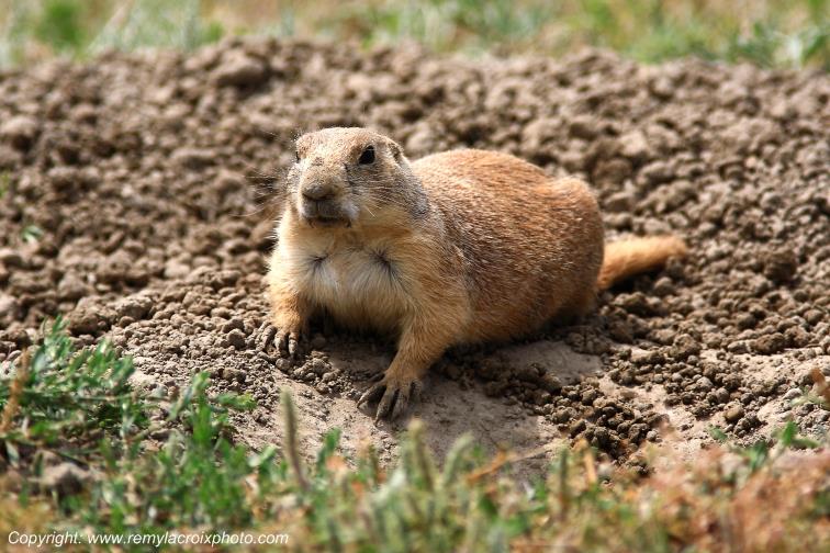 Chien de prairie dog Theodore Roosevelt National Park North Dakota du Nord USA www.remylacroixphoto.com