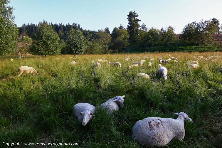Tourbi�re du Long�roux troupeau de moutons Corr�ze Limousin  Nouvelle Aquitaine France www.remylacroixphoto.com